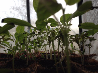 seedlings growing